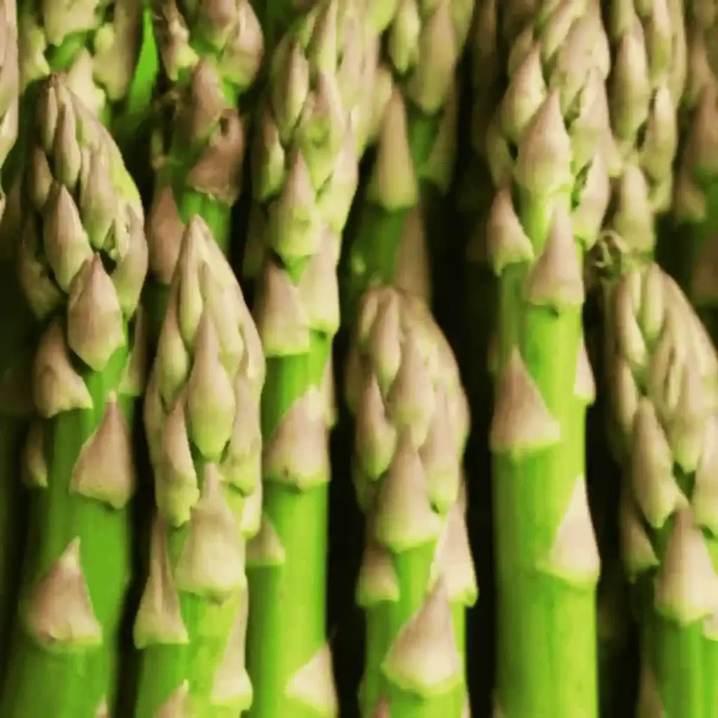 L-Carnitine raw ingredient